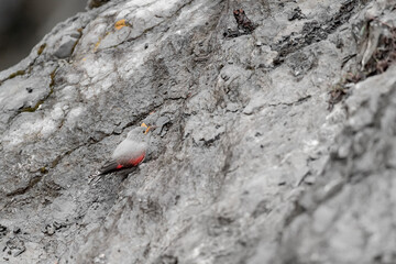 A dweller of the rocks at hunt, Wallcreeper with butterfly in the beak (Tichodroma murari