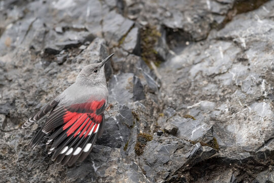 On the rock, young wallcreeper on mountain wall (Tichodroma muraria)