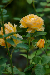 Beautiful yellow rose sort Graham Thomas