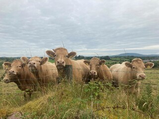 Some Charolais cattle looking curious