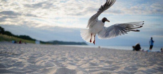 seagulls on the beach at baabe, baltic sea, germany. 