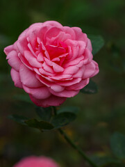 Obraz premium Beautiful gentle pink rose in garden close up