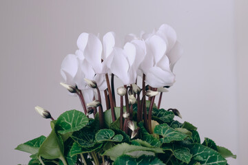 Close - up of beautiful white alpine violet (cyclamen) in pot. Bright white flower with visible...