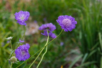 Blue flower of  Scabiosa caucasica Deep Blue in garden