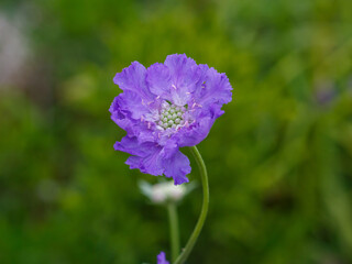 Blue flower of  Scabiosa caucasica Deep Blue in garden