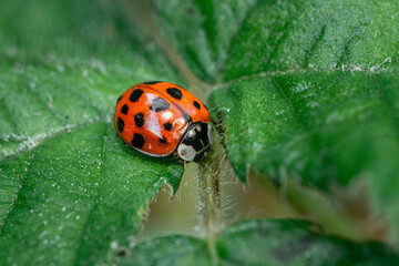 Obraz premium Marienkäfer