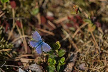 Common blue (Polyommatus icarus) butterfly