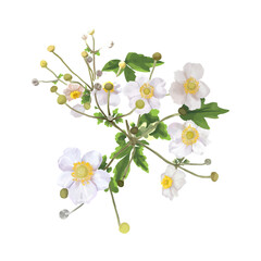 white flowers with a yellow center. bush of white flowers. watercolor 