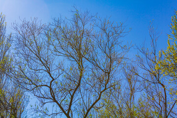 Wadden sea tidelands coast forest trees landscape Lower Saxony Germany.