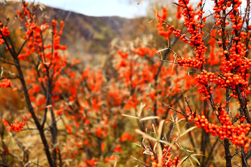 sea buckthorn ripe berries on bushes, medicine vitamin c antioxidant nutrition
