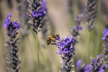 Obraz premium close up of lavender flower