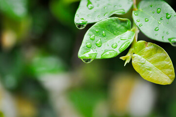 leaf background ,ficus pumila or climbing fig or nature background and rain drop