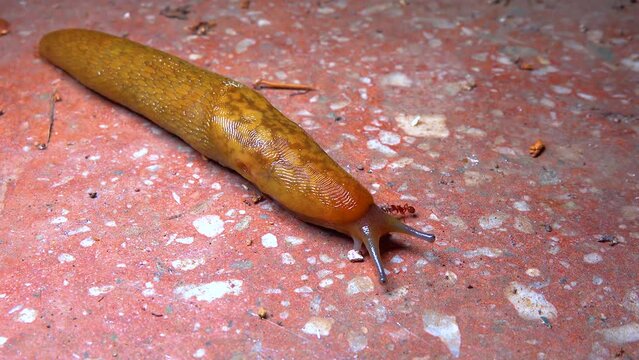 Slug, or land slug crawls at night after rain in search of food