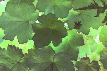 green grape leaves