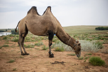 lonely camel stands in the desert where there is grass in summer in the heat.