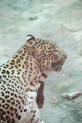 Indian leopard