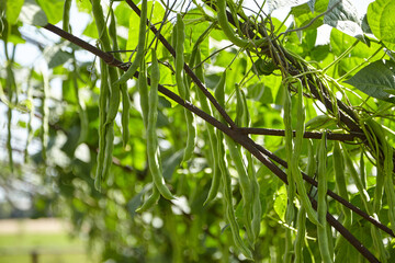 Green bean pods. Bean plant