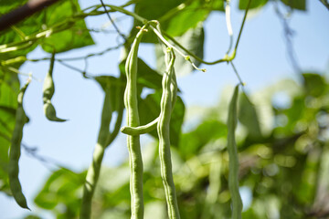 Green bean pods. Bean plant