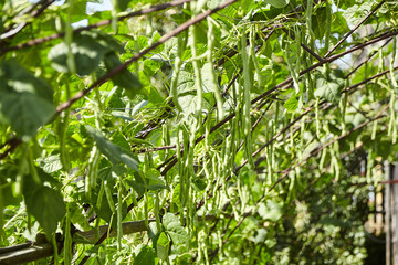 Green bean pods. Bean plant