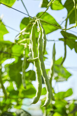 Green bean pods. Bean plant