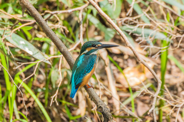 日向の土手の草むらにいるカワセミの若い個体