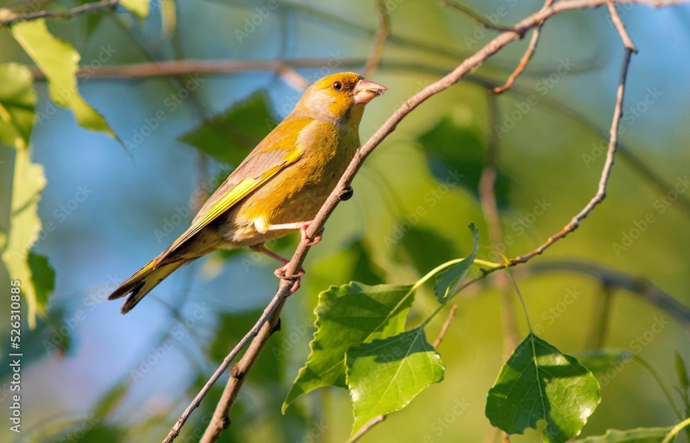 Poster European greenfinch bird perched on branch with green leaves under sunlight on blurry background