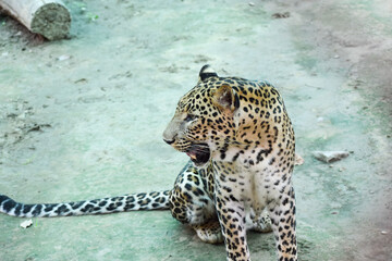Indian leopard
