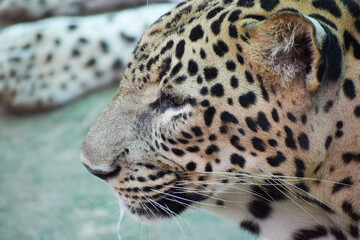 Fototapeta na wymiar Indian leopard