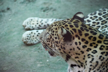 Indian leopard