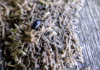 Old wooden pier, with cobwebs and beetles