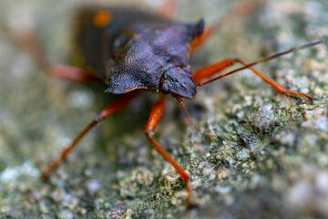 Macro image of isolated Brown marmorated stink bug.