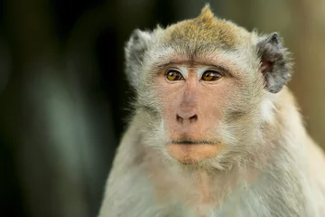 Gordijnen daydreaming monkey expression portrait on clear background © Baehaki