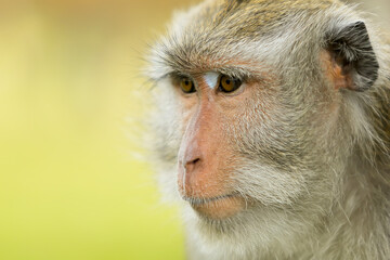 daydreaming portrait closeup monkey expression  on clear background