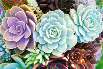 Colorful cactus succulent plants texture background