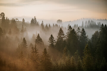 Foggy sunrise in the Carpathian mountains. Beautiful morning landscape with cloudy sky and mist between fir trees in the forest.