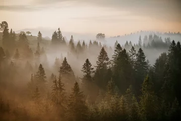 Foto auf Acrylglas Wald im Nebel Nebliger Sonnenaufgang in den Karpaten. Schöne Morgenlandschaft mit bewölktem Himmel und Nebel zwischen Tannen im Wald.