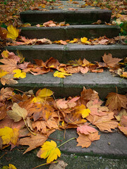 Autumn leaves on stone stairs. Yellow and orange
leaves over concrete staircase of a city sidewalk.