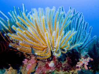 Multi-colored sea lilies on a coral reef underwater.