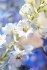 close up bouquet of blue delphiniums