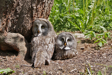 zwei Bartkäuze sitzen auf dem  Erdboden an einem Baum