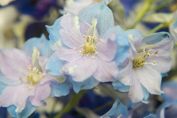 close up bouquet of blue delphiniums