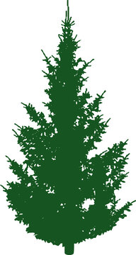 Christmas tree silhouette, spruce illustration © Mint and Berry