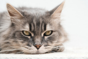 Adorable cat sitting on floor