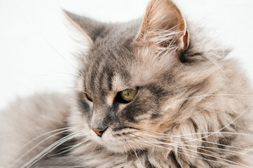 Adorable cat looking at camera