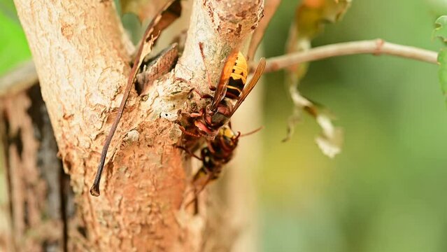 European hornets eating and foraging bark and sap of Lilac branch 