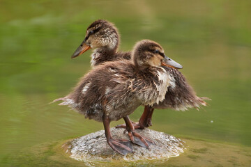 Two Mallard ducklings (Anas platyrhynchos) standing on small island in a lake with green water