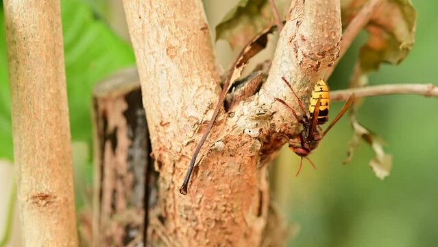 European hornets eating and foraging bark and sap of Lilac branch 