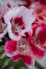 cute bouquet compliment closeup in pink colors, roses and pink flowers