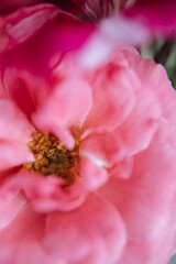 A closeup shot of a beautiful branch with pink garden roses