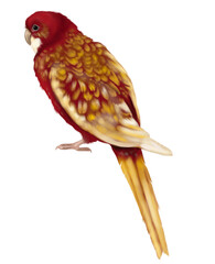 Fototapeta premium watercolor bird. Rosella red parrot. red-yellow parrot. Realistic illustration
